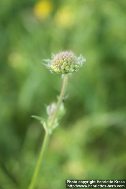 Photo: Knautia arvensis 5.