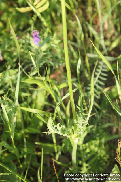 Photo: Knautia arvensis 6.