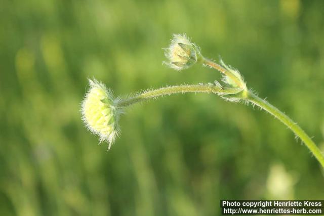 Photo: Knautia arvensis 8.