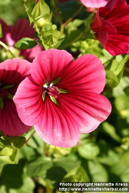 Photo: Malope trifida 4.