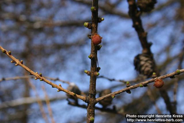 Photo: Larix decidua 1.