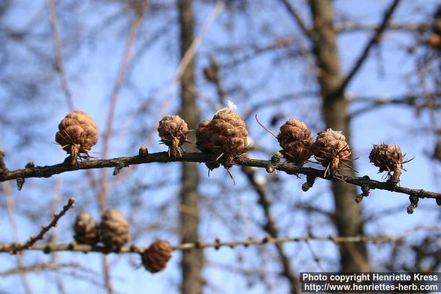 Photo: Larix decidua 2.