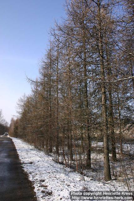 Photo: Larix decidua 4.