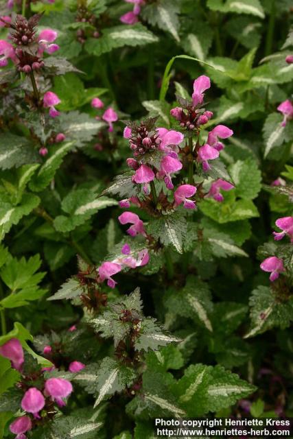 Photo: Lamium maculatum 6.