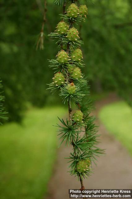 Photo: Larix.