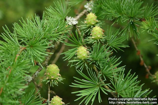 Photo: Larix 2.