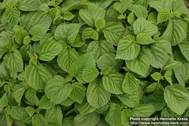 Photo: Laportea canadensis.