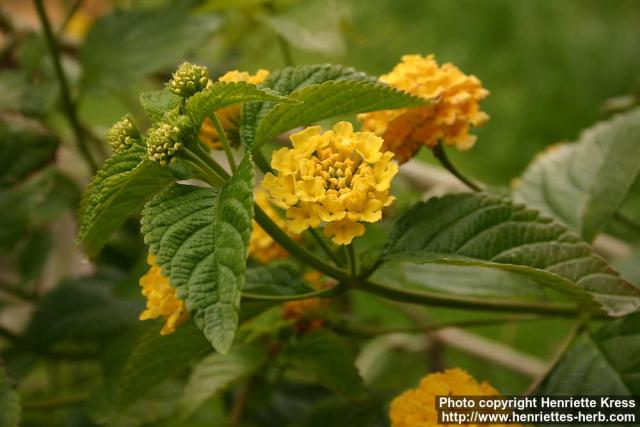 Photo: Lantana camara 4.