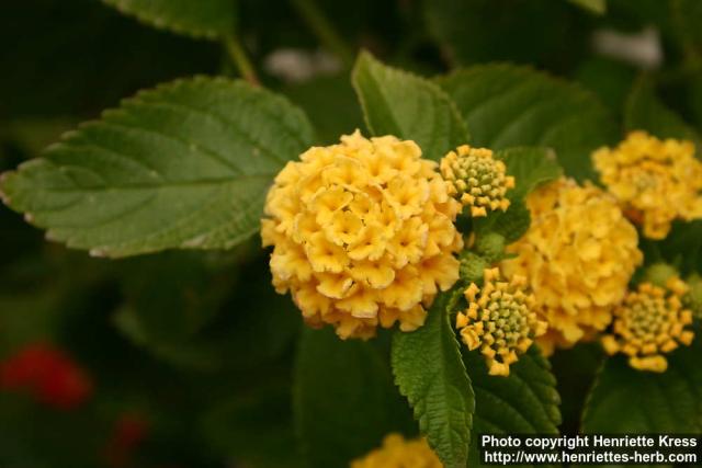 Photo: Lantana camara 5.