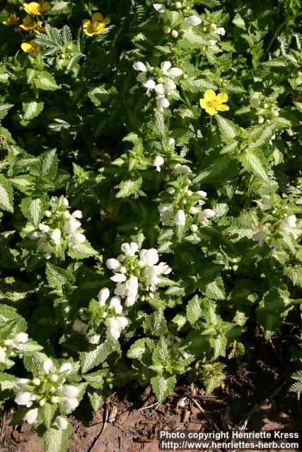 Photo: Lamium maculatum 10.