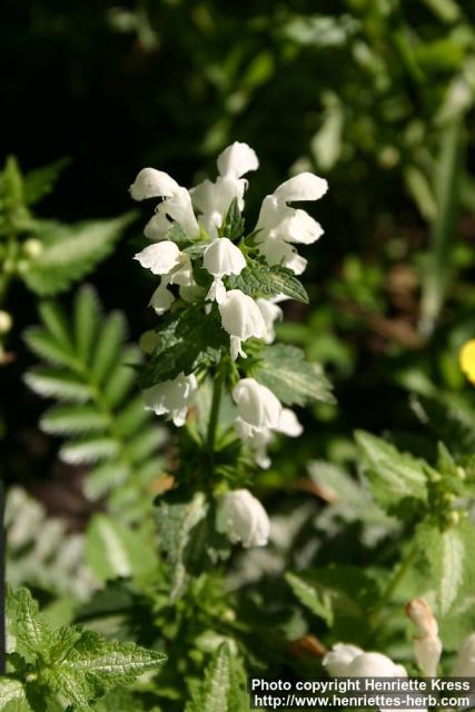 Photo: Lamium maculatum 11.