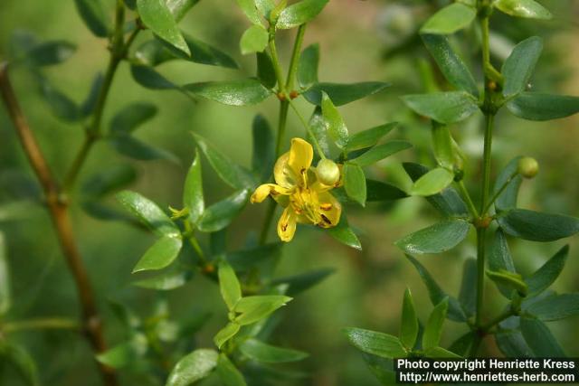 Photo: Larrea tridentata 2.