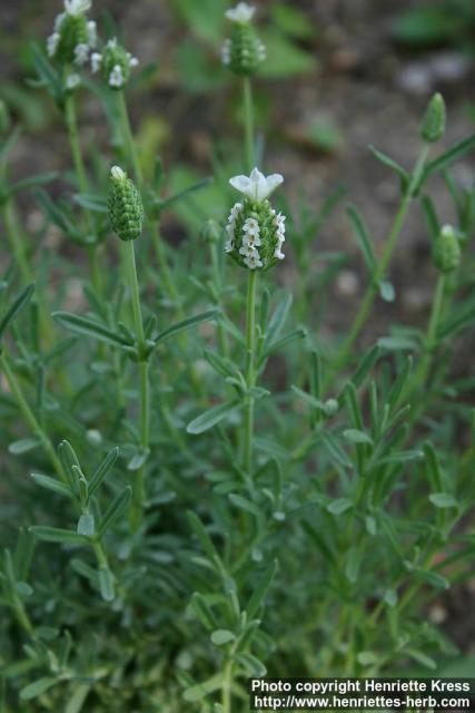 Photo: Lavandula stoechas 9.