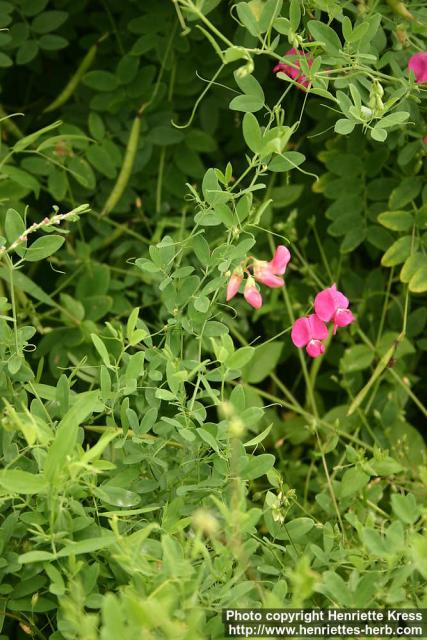 Photo: Lathyrus tuberosus.