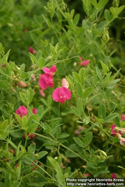 Photo: Lathyrus tuberosus 1.