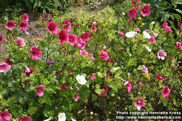 Photo: Malope trifida 5.