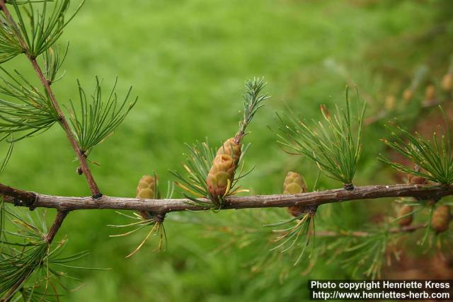 Photo: Larix laricina.