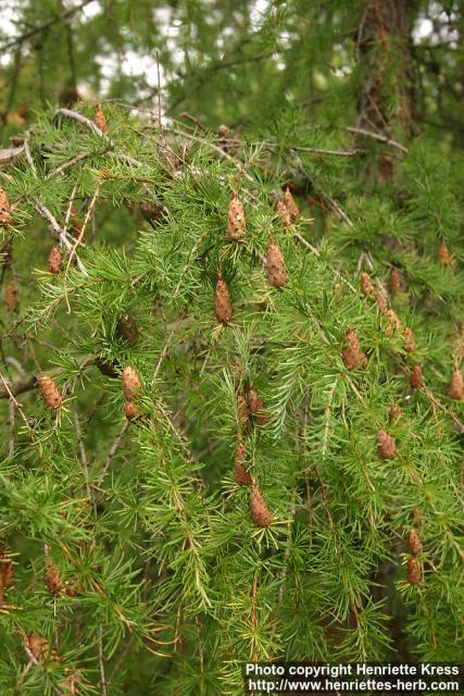 Photo: Larix gmelinii 2.