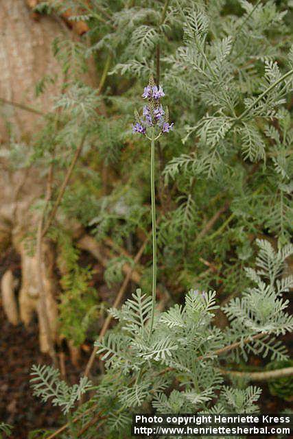 Photo: Lavandula pinnata.