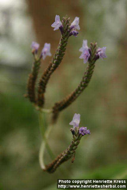 Photo: Lavandula pinnata 2.