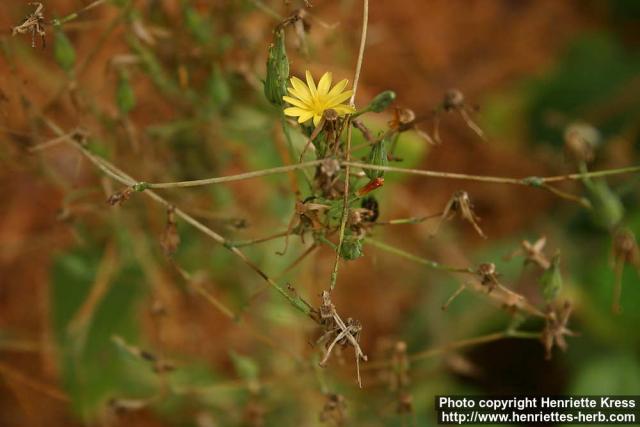 Photo: Lactuca virosa 1.