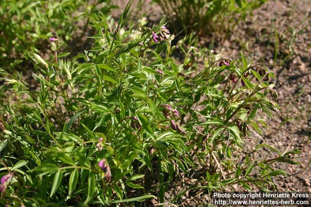 Photo: Lathyrus vernus 2.