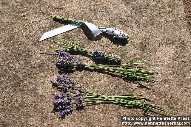 Photo: Lavandula angustifolia 8.