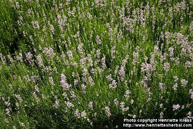 Photo: Lavandula angustifolia 9.