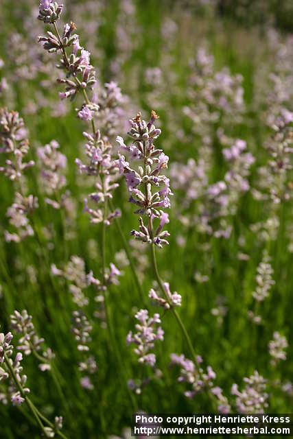 Photo: Lavandula angustifolia 10.