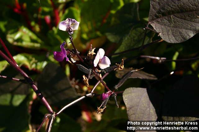 Photo: Lablab purpureus 3.