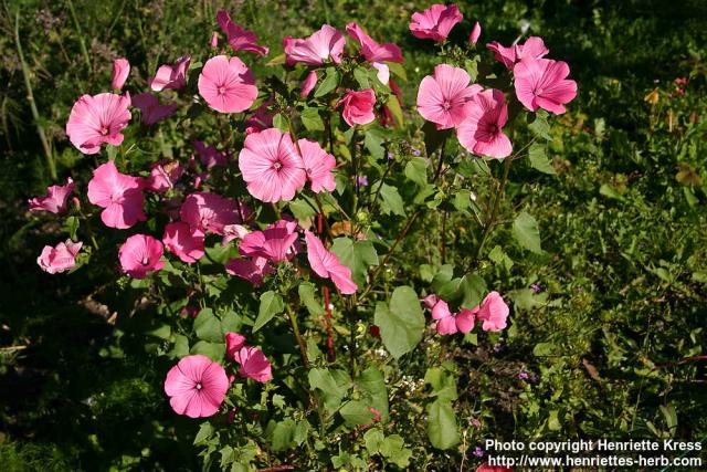 Photo: Lavatera trimestris 9.