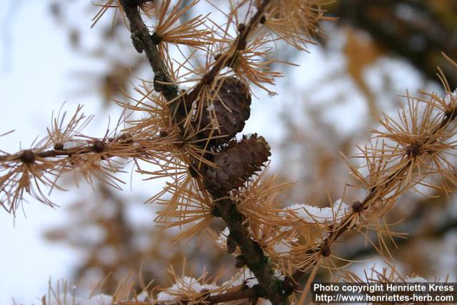 Photo: Larix kaempferi 3.