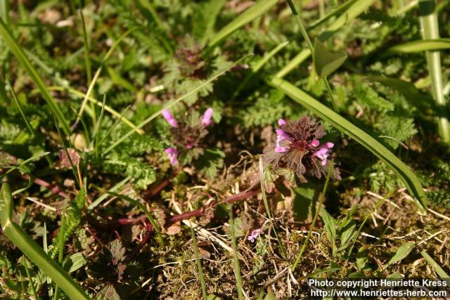 Photo: Lamium purpureum.