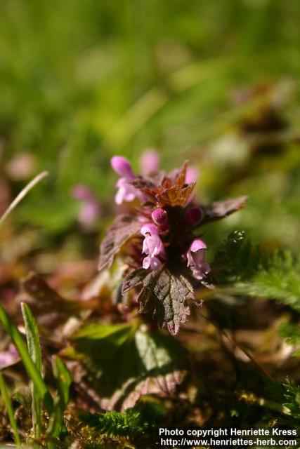 Photo: Lamium purpureum 1.