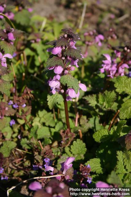 Photo: Lamium maculatum 13.