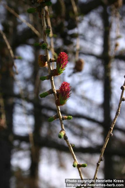 Photo: Larix 4.