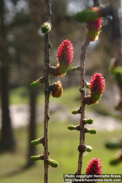 Photo: Larix 5.