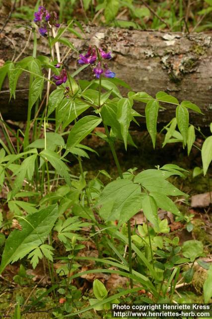 Photo: Lathyrus vernus 3.