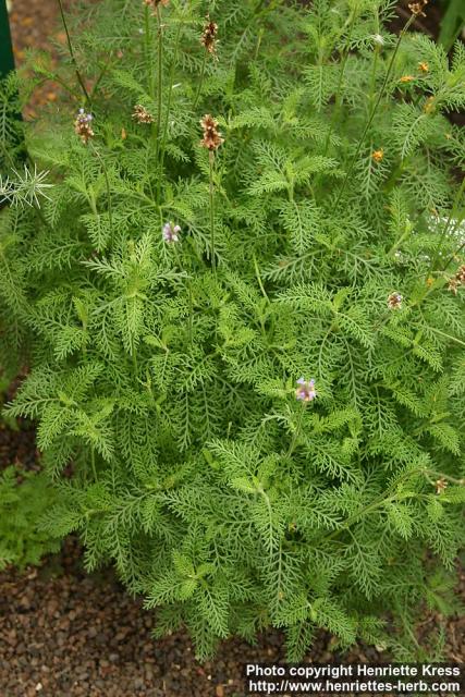 Photo: Lavandula canariensis.