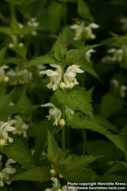 Photo: Lamium album 8.