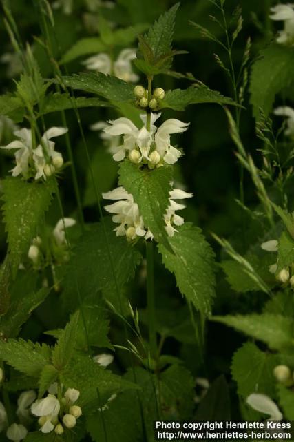 Photo: Lamium album 9.