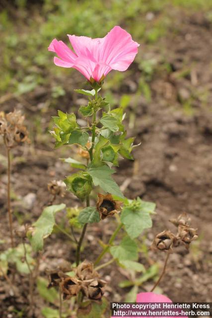 Photo: Lavatera trimestris 15.