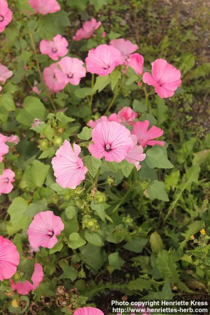 Photo: Lavatera trimestris 17.