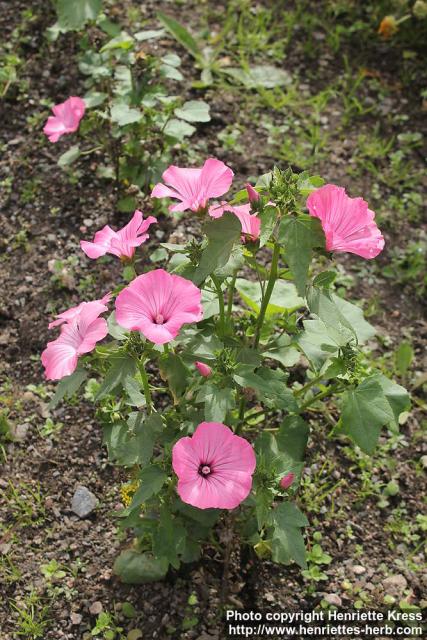 Photo: Lavatera trimestris 18.