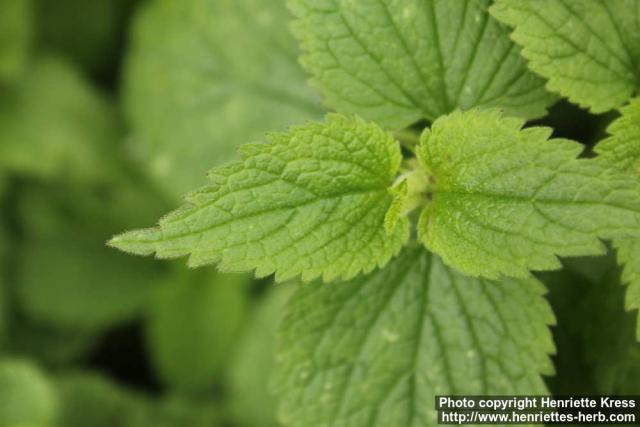 Photo: Lamium album 10.