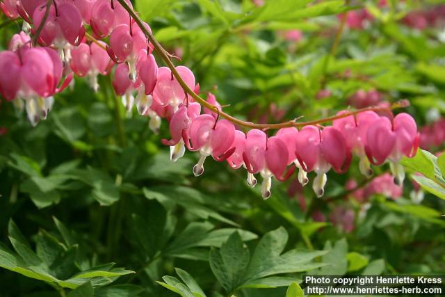 Photo: Lamprocapnos spectabilis 08.