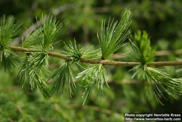 Photo: Larix decidua 9.