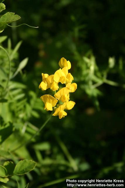 Photo: Lathyrus pratensis 0.