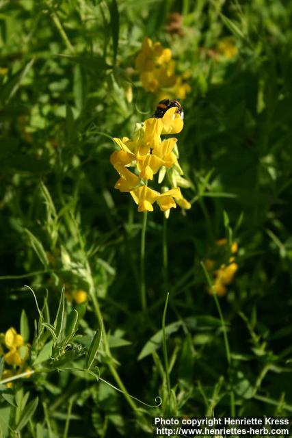 Photo: Lathyrus pratensis 1.