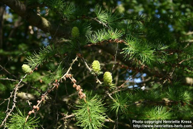 Photo: Larix kaempferi 05.